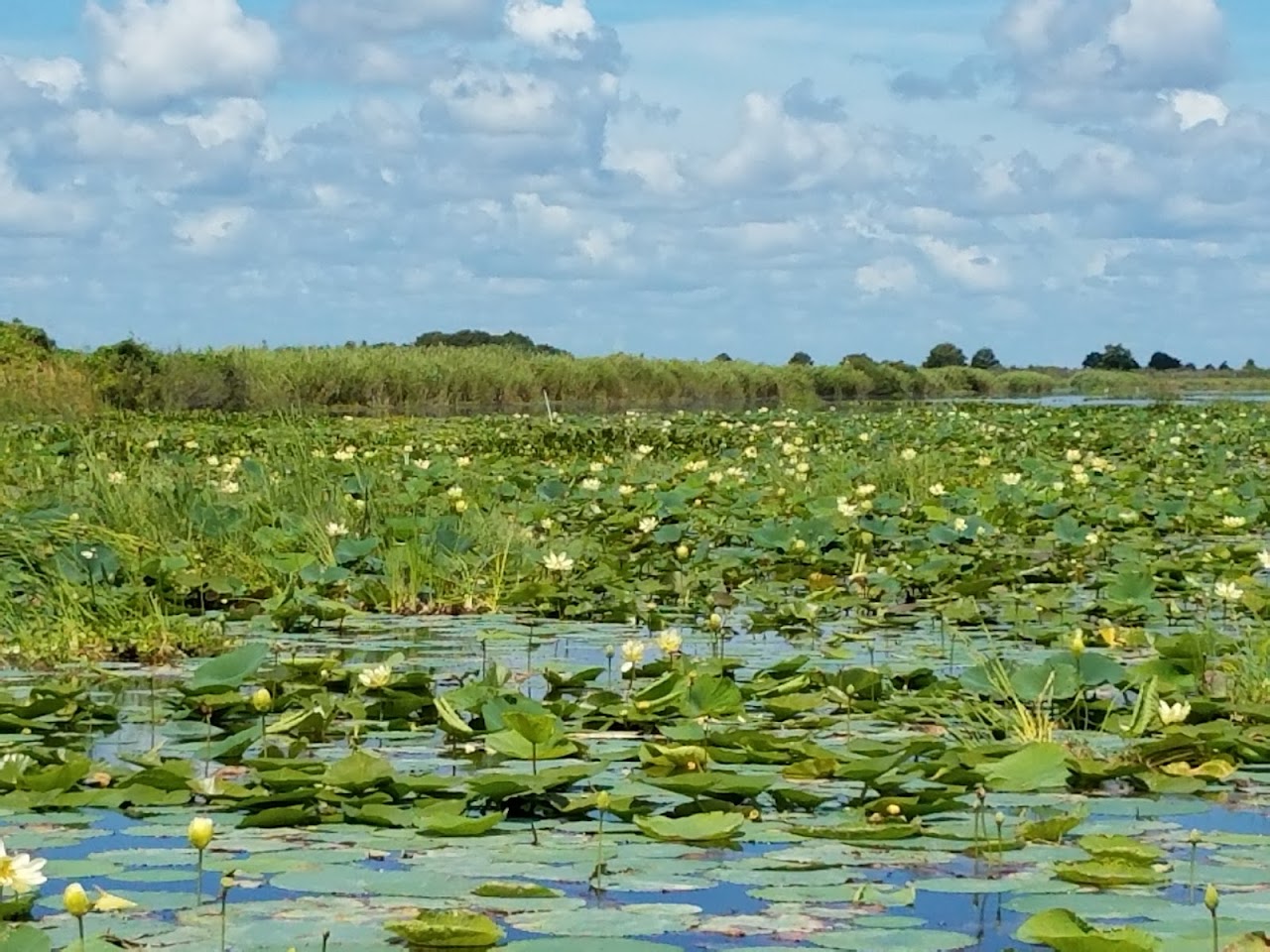 Blue Cypress Conservation Area — Bass Fishing & Birding | Florida Parks ...