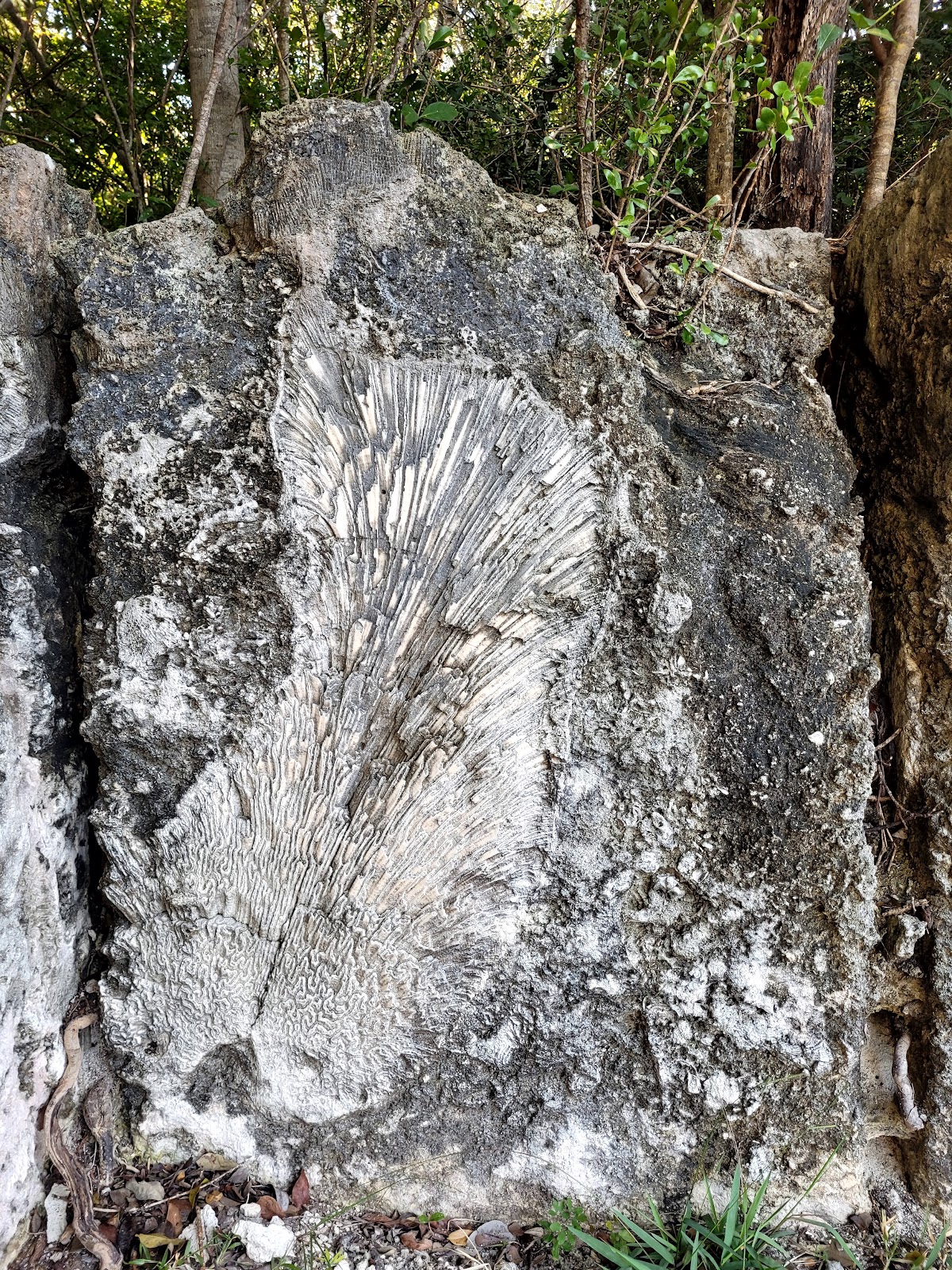 Windley Key Windley Key Fossil Reef Geological State Park | Ancient Coral Reef ...